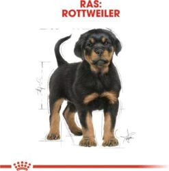 Royal Canin Rottweiler Junior 12 KG -Hond Benodigdheden 1185x1200 2