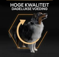 Pro Plan Medium Adult Everyay Nutrition - Honden Droogvoer - Kip - 14 Kg -Hond Benodigdheden 1200x1147 4