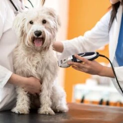 Nobleza Dieren Tondeuse Set - 4 Opzetkammen - Draadloos - Voor Huisdieren Katten & Honden -Hond Benodigdheden 1200x1200 228