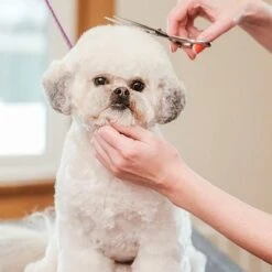 Merkloos Premium Gebogen Trimschaar Honden - Huisdier Trimmen - Hoofd, Poten Ogen & Oren - Kat & Hond Knippen - Veilige Schaar -Hond Benodigdheden 1200x1200 278