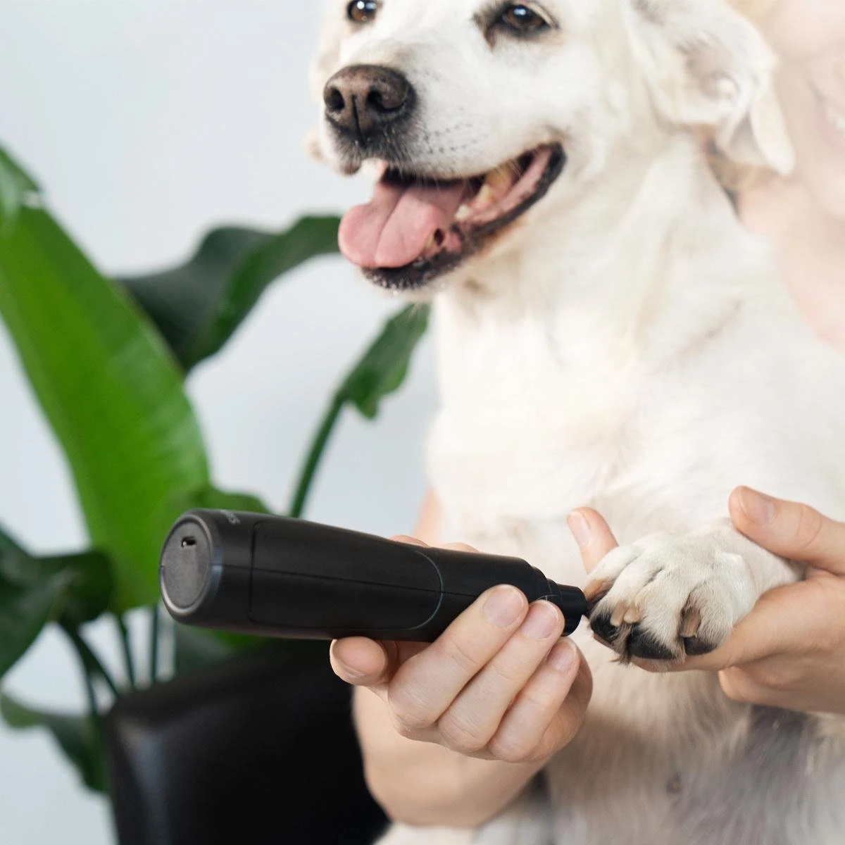 Navaris Elektrische Nagelvijl Voor Huisdieren - Met Diamanten Vijlkop - Voor Honden, Katten En Konijnen - Ook Voor Vogelsnavels - Draadloos 2 Navaris Elektrische Nagelvijl Voor Huisdieren - Met Diamanten Vijlkop - Voor Honden, Katten En Konijnen - Ook Voor Vogelsnavels - Draadloos - Afbeelding 2