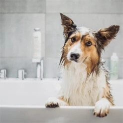Greenfields Vacht Verzorging Set Voor Honden Shampoo, Conditioner & Droogshampoo -Hond Benodigdheden 1200x1200 345