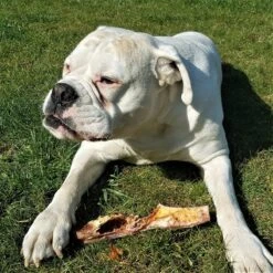 Topdiervoeding Runderkophuid Hondensnacks - Vers Gedroogd - 30cm - 1000 Gram -Hond Benodigdheden 1200x1200 437