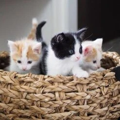 District 70 COCOON - Luxe Hondenmand Van Duurzaam Hoogwaardig Riet Met Zacht Kussen - Maten S/M/L - Large -Hond Benodigdheden 1200x1200 512