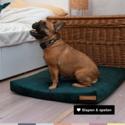 Rexproduct Hondenkussen - Hondenmand - Hondenbed Met Rits En Wasbaar - Manden & Kussens 90 X 110 CM - 0 Tot 80 Kg - SoftPet Groen -Hond Benodigdheden 1200x1200 694