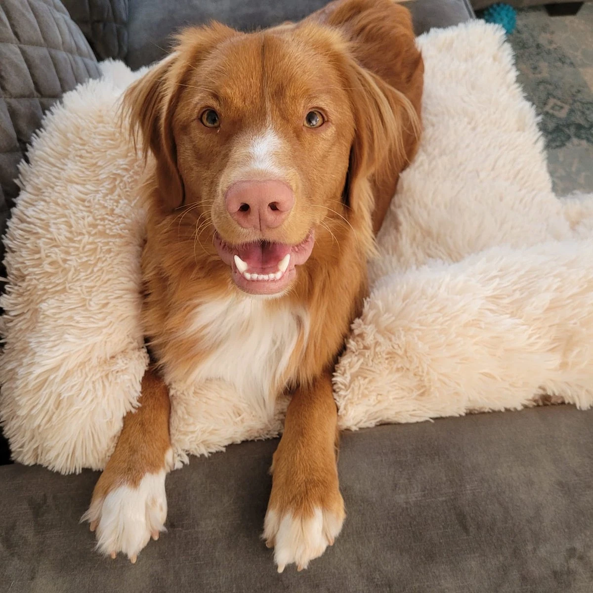 Origineel Hondendeken Voor Bank M – Hondenkleed Fluffy – Pluche Hondenbed - Hondenmand Premium - Volledig Afritsbaar - Beige 6 Origineel Hondendeken Voor Bank M – Hondenkleed Fluffy – Pluche Hondenbed - Hondenmand Premium - Volledig Afritsbaar - Beige - Afbeelding 6