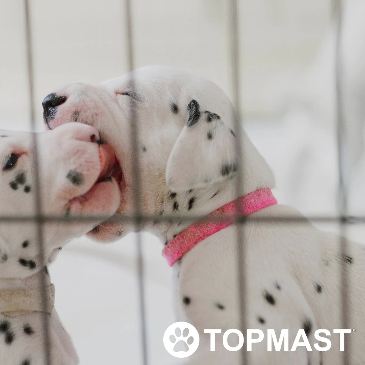 Topmast Puppyren Uitvouwbaar - Zwart - 560 Cm Omtrek - 60 Cm Hoog - Opvouwbaar XL - Hondenren 4 Topmast Puppyren Uitvouwbaar - Zwart - 560 Cm Omtrek - 60 Cm Hoog - Opvouwbaar XL - Hondenren - Afbeelding 4