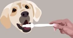 Aedogz Tandsteen Verwijder Spons Hond & Kat - Verwijdert Tandsteen, Aanslag En Vlekken - Verfrist De Adem Voorkomt Tandvleesproblemen. -Hond Benodigdheden 1200x632