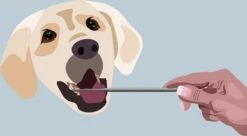 AE Dogz Tandsteenverwijderaar/Tandenkrabber -Hond Benodigdheden 1200x663 3