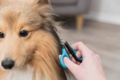 Trixie Gezicht- En Potenschaar Kunststof / Rvs 8 Cm -Hond Benodigdheden 1200x800 11