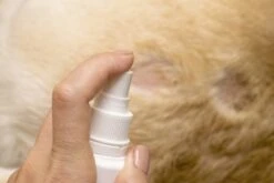 Petoxil Pet Spray Met Colloïdaal Zilver Is Speciaal Ontworpen Voor Gebruik Op Alle (huis) Dierensoorten. Revolutionair In Hygiëne -Hond Benodigdheden 1200x800