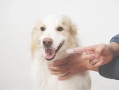 Merkloos Vinger Tandenborstel – 2 X 18 Merkloos Vinger Tandenborstel – 2 X -Hond Benodigdheden 1200x904 2