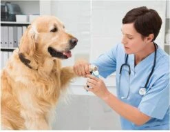 Woodoro Nagelknipper Nagelvijl Nagelschaar Voor Hond En Kat - Incl. Veiligheidsstop -Hond Benodigdheden 1200x928 1