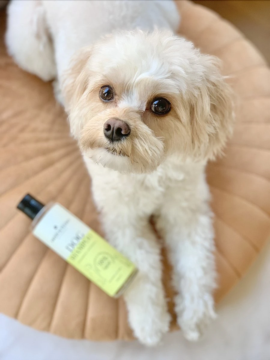 Fresh & Fluffy - Hondenshampoo Kamille / Patchouli - Geschikt Voor Alle Hondenrassen - Natuurlijk & Vegan Voor De Gevoelige Huid - 250ml 4 Fresh & Fluffy - Hondenshampoo Kamille / Patchouli - Geschikt Voor Alle Hondenrassen - Natuurlijk & Vegan Voor De Gevoelige Huid - 250ml - Afbeelding 4