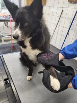 N4dogs – Hondenhanddoek – Honden Handdoek – Microvezel Handdoek – Handdoek Hond – Droogdoek Hond – Dierendeken – Sterk Absorberend – Handdoek Met Zakken - Zwart - 66 X 23 Cm -Hond Benodigdheden 900x1200 1