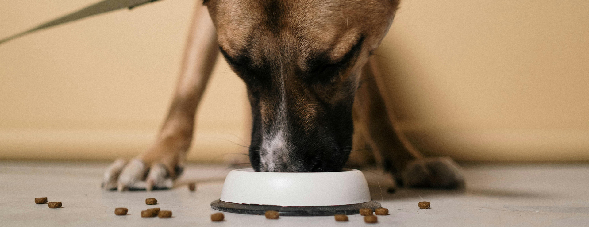 Hond Benodigdheden -Hond Benodigdheden pexels cottonbro 6568950